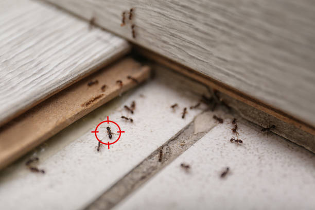 Best Exterminator Services  in Kapaa, HI