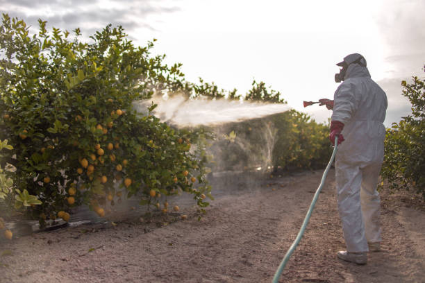 Best Local Pest Control Services  in Kapaa, HI