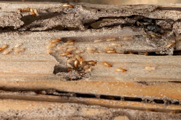 Best Mosquito Control Services  in Kapaa, HI